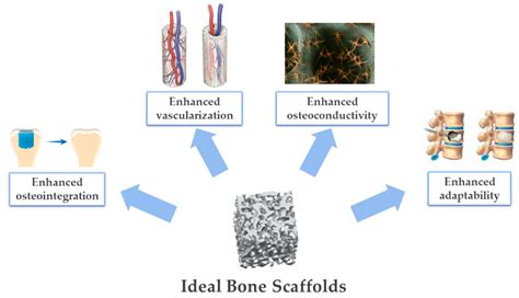 Biomimetic Scaffolds of Calcium.